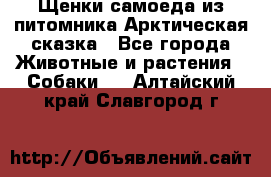 Щенки самоеда из питомника Арктическая сказка - Все города Животные и растения » Собаки   . Алтайский край,Славгород г.